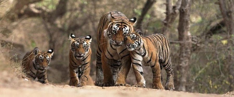 Manas National Park 4