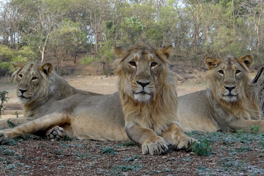 Gir National Park
