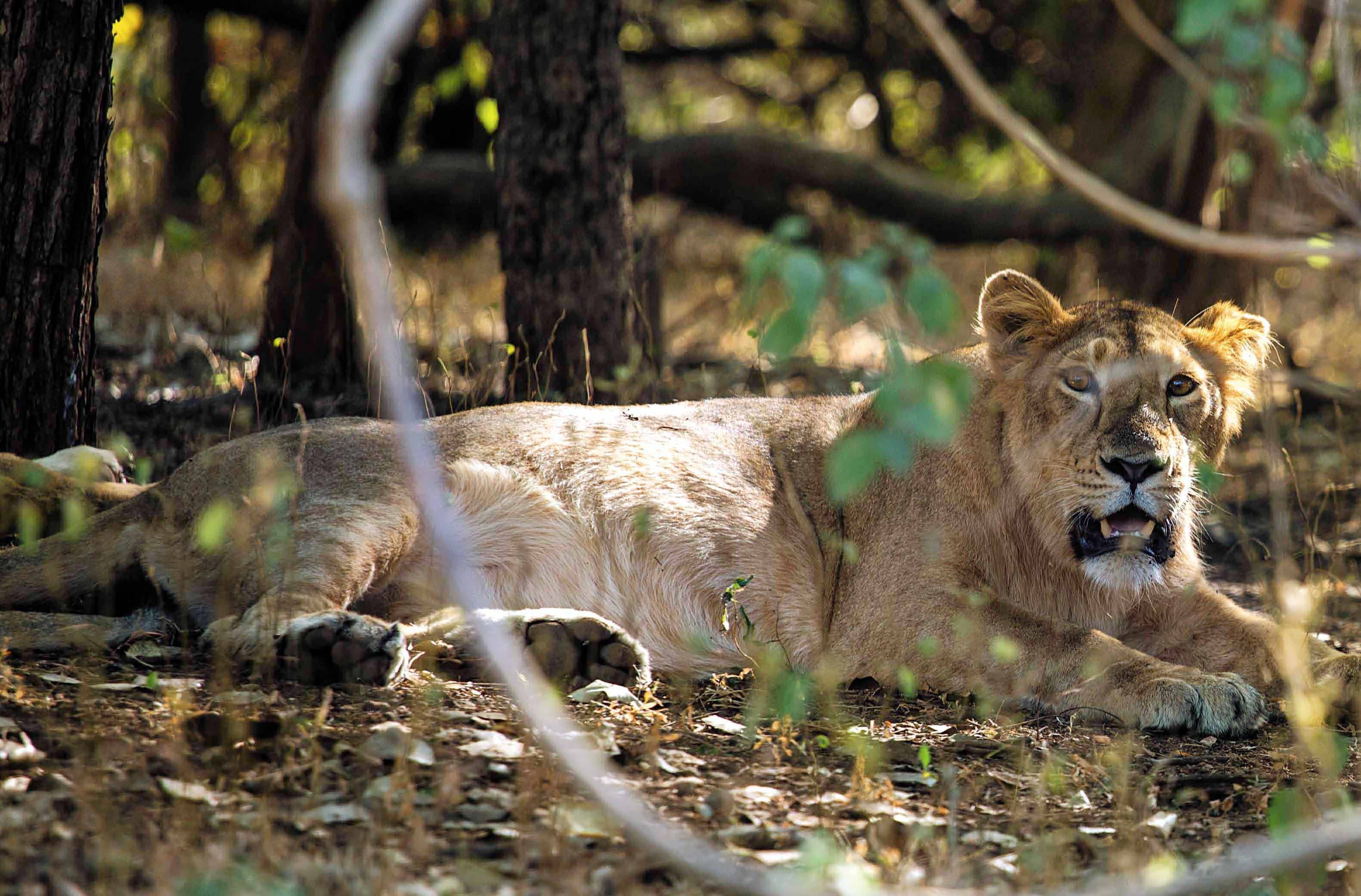 Gir National Park 3