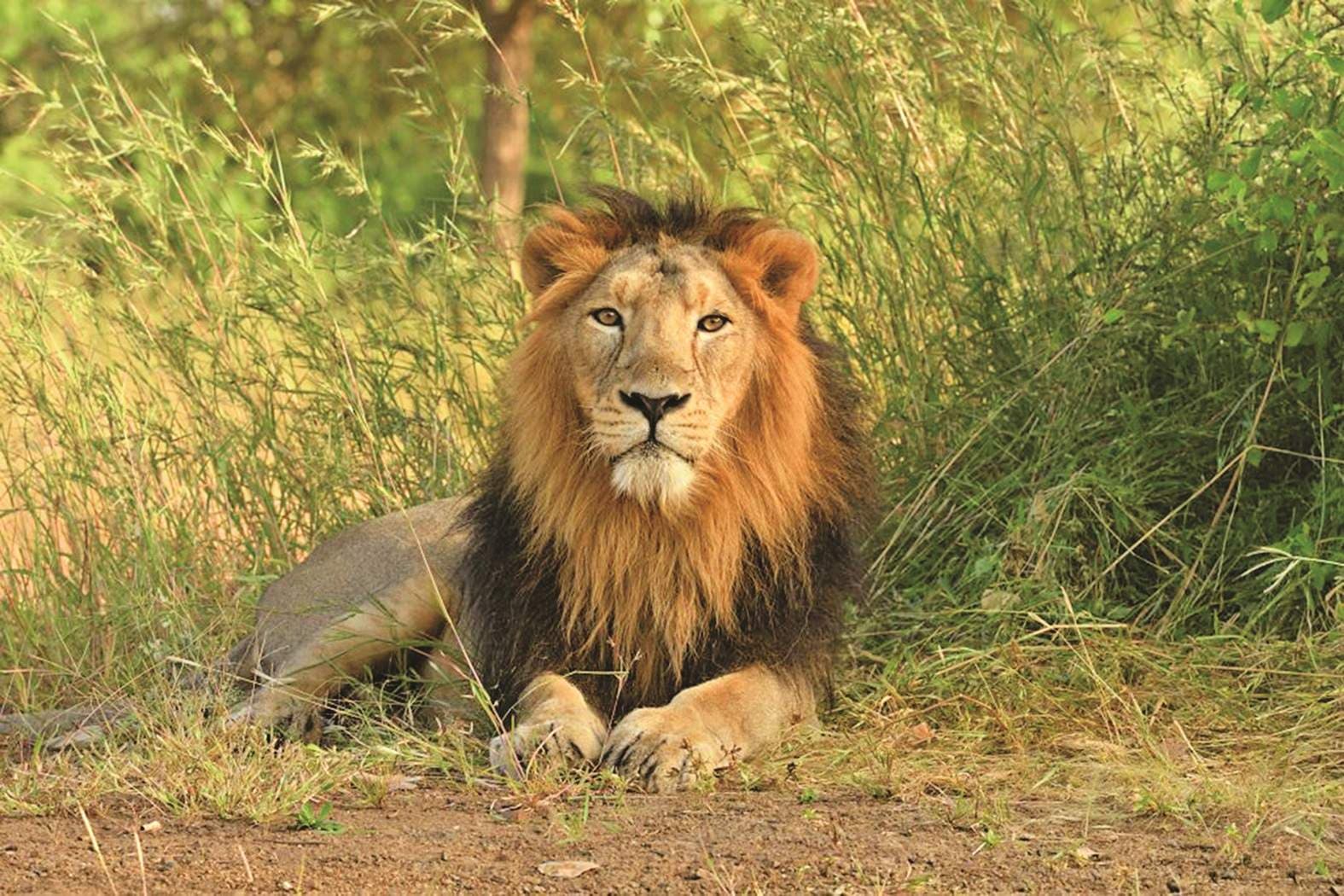 Gir National Park 6