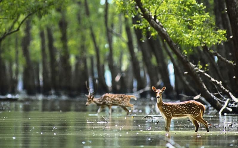 Sundarbans National Park 5