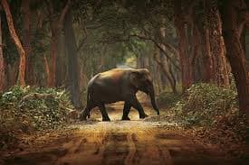 Dudhwa National Park 2