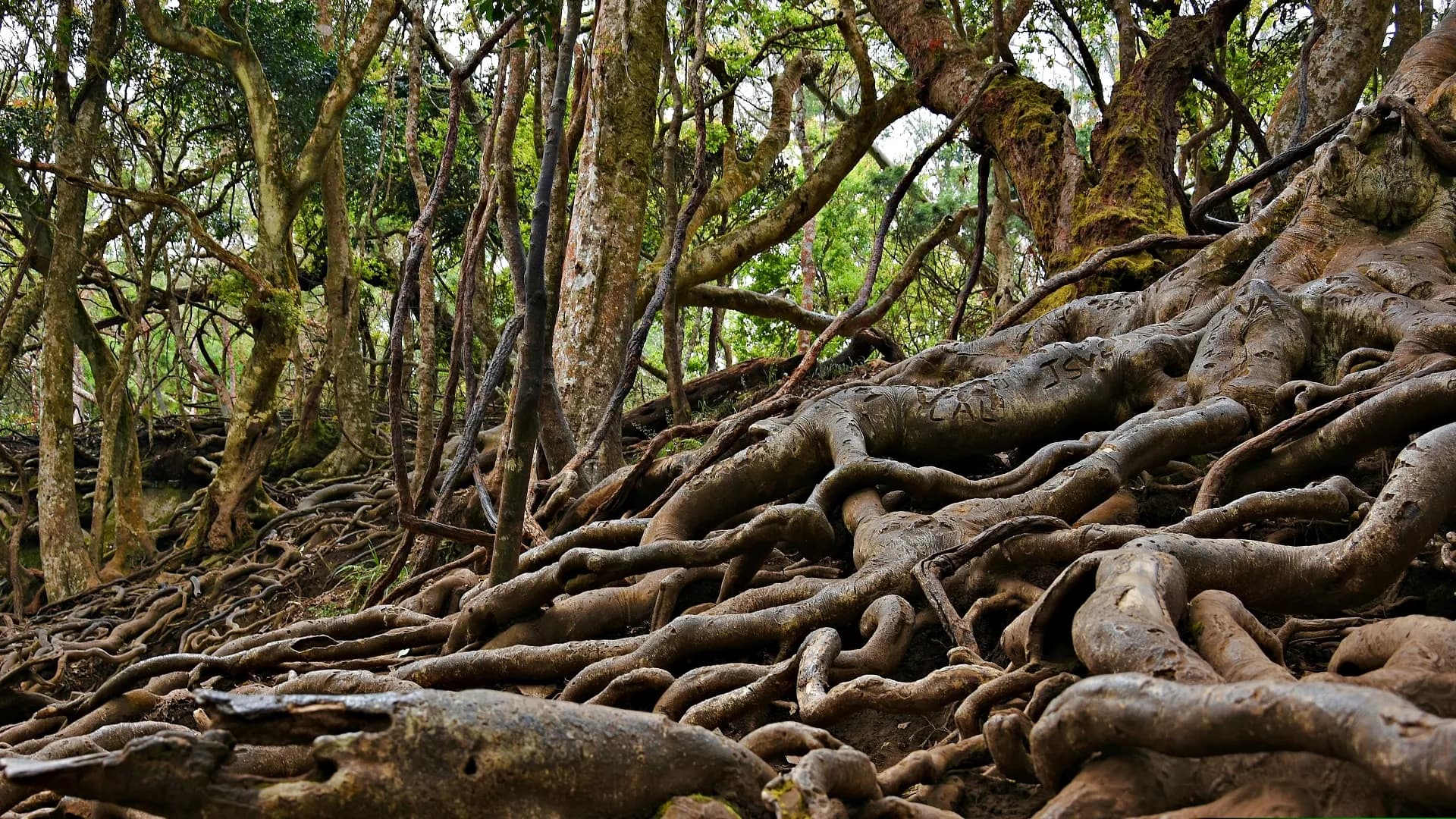 Plan trip to Guna Caves (Devil's Kitchen)`