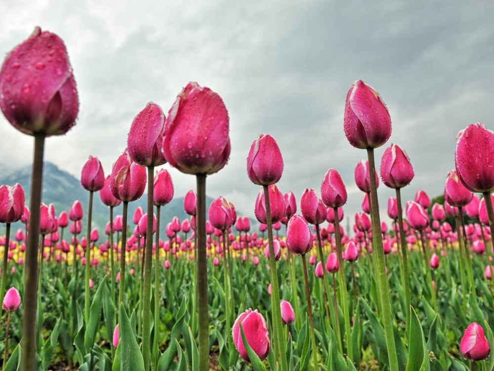 Plan trip to Dras Pink Tulip Garden