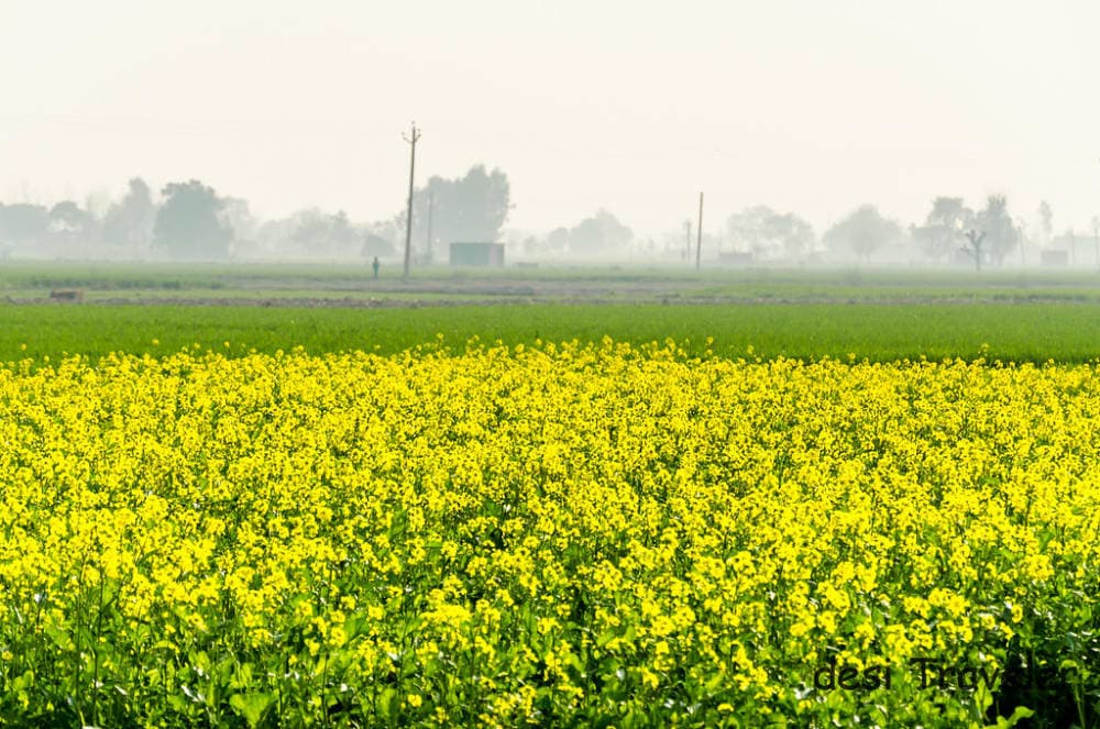Plan trip to Mustard Fields Punjab