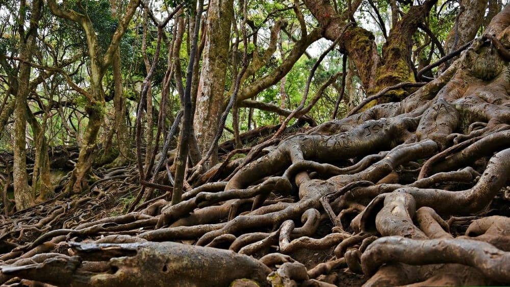 Plan trip to Guna Caves (Devil's Kitchen)`