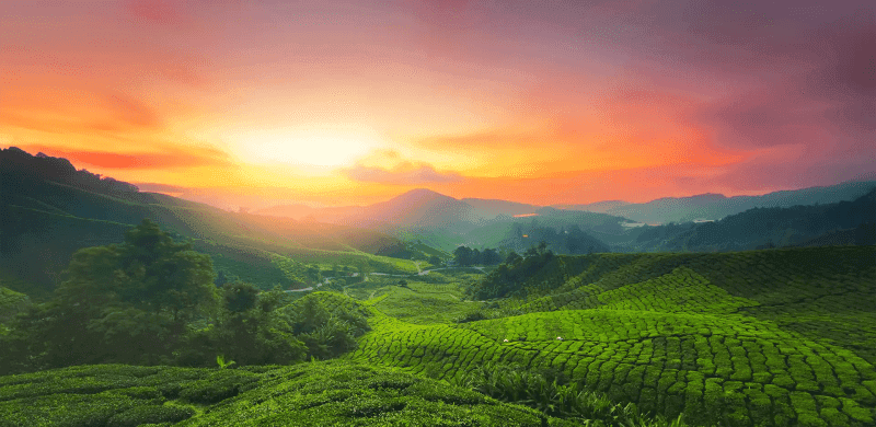 Munnar Tea Gardens filming location in Kerala