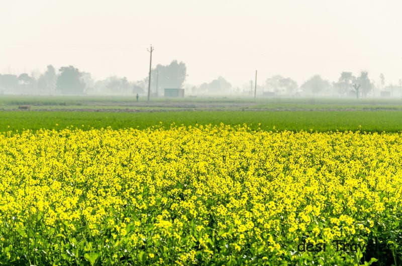 Mustard Fields Punjab filming location in Punjab