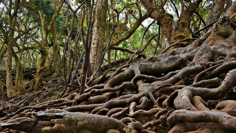 Guna Caves (Devil's Kitchen)` filming location in Tamil Nadu