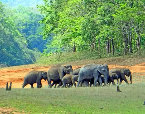 Thekkady (Periyar National Park)