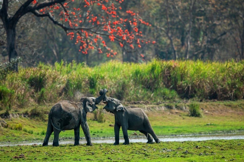 Kaziranga National Park 6