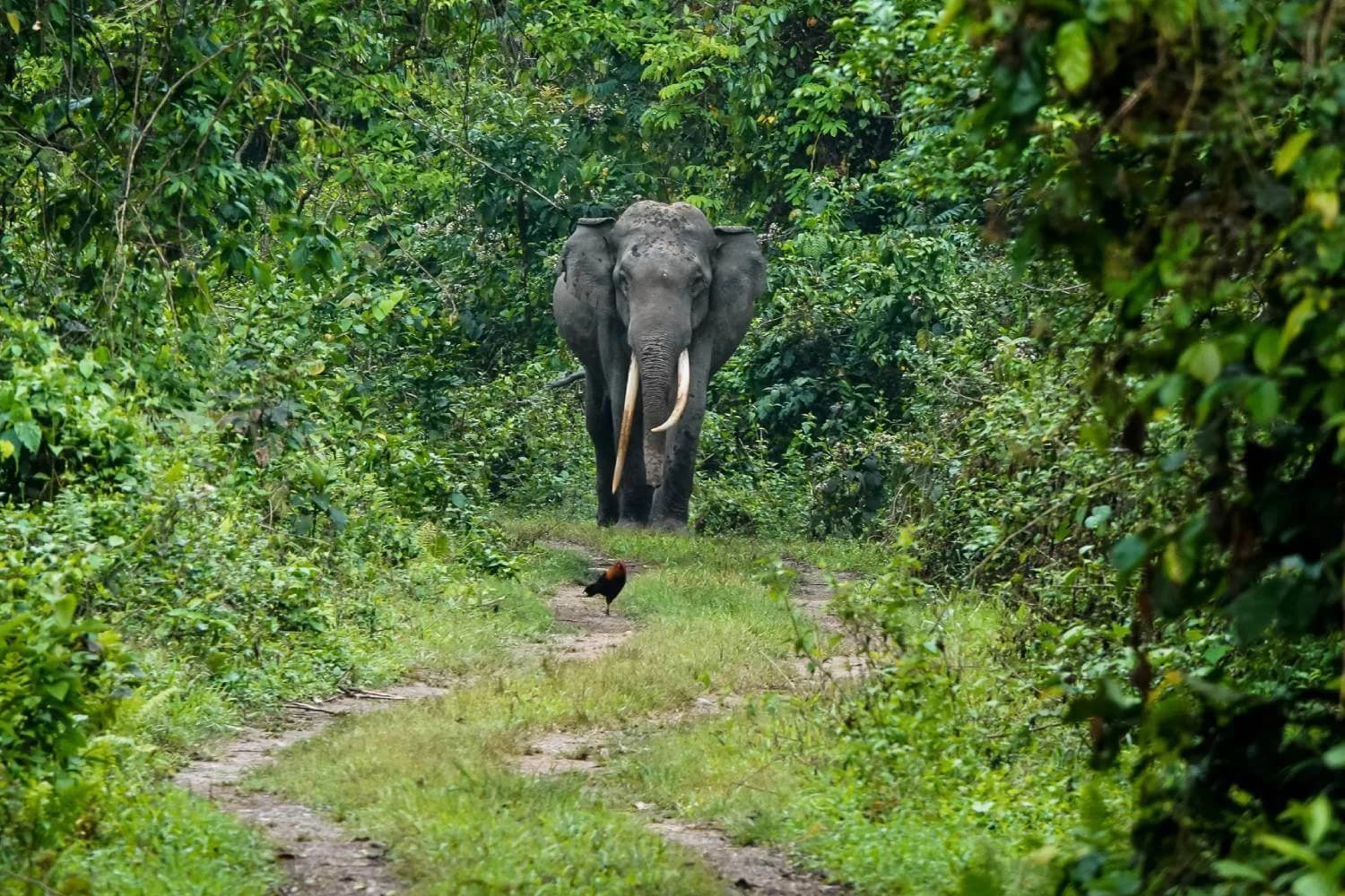 Manas National Park 2
