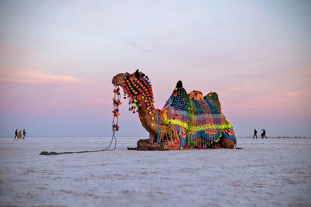 Rann of Kutch 6