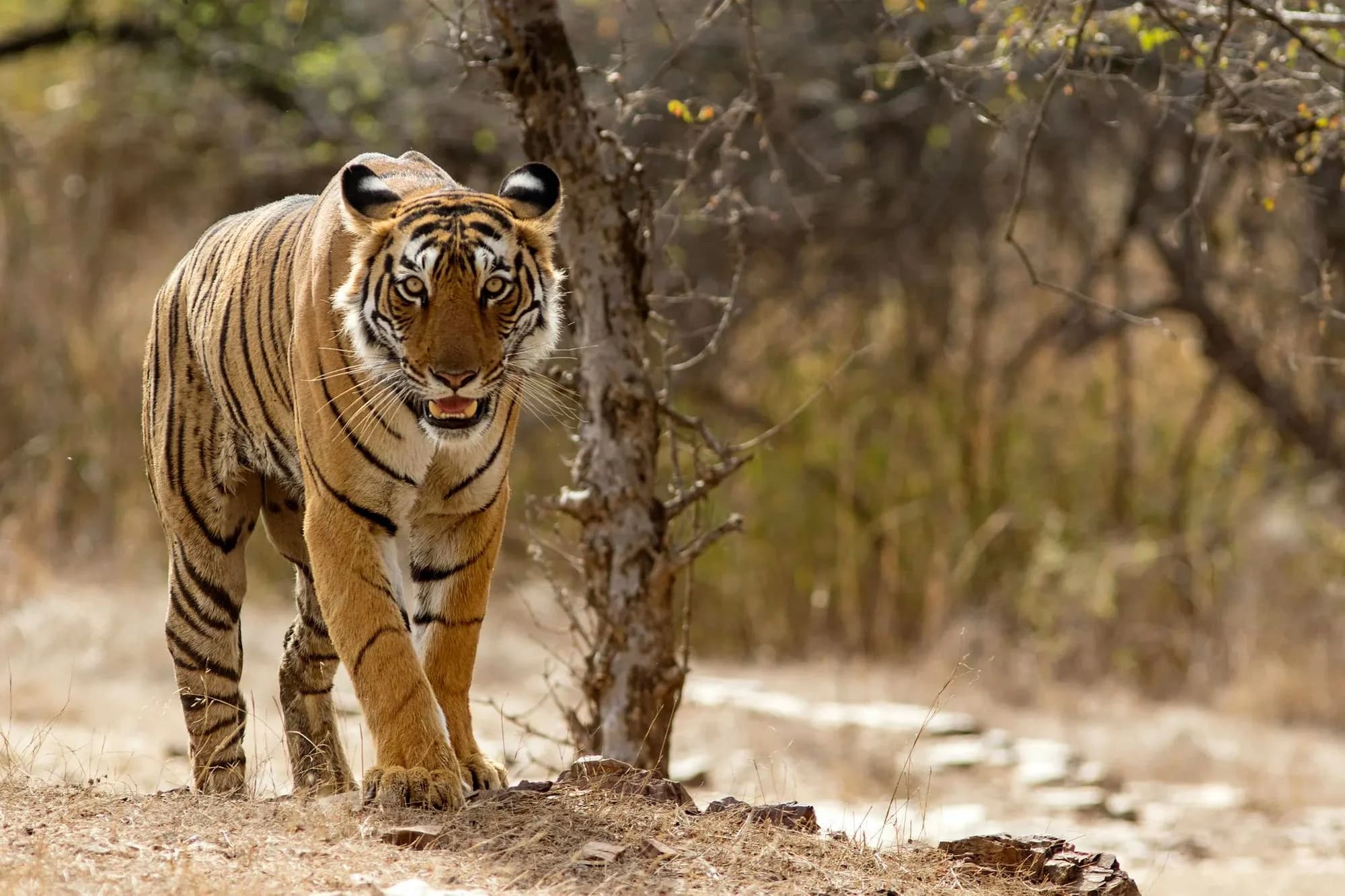 Plan trip to Ranthambore National Park