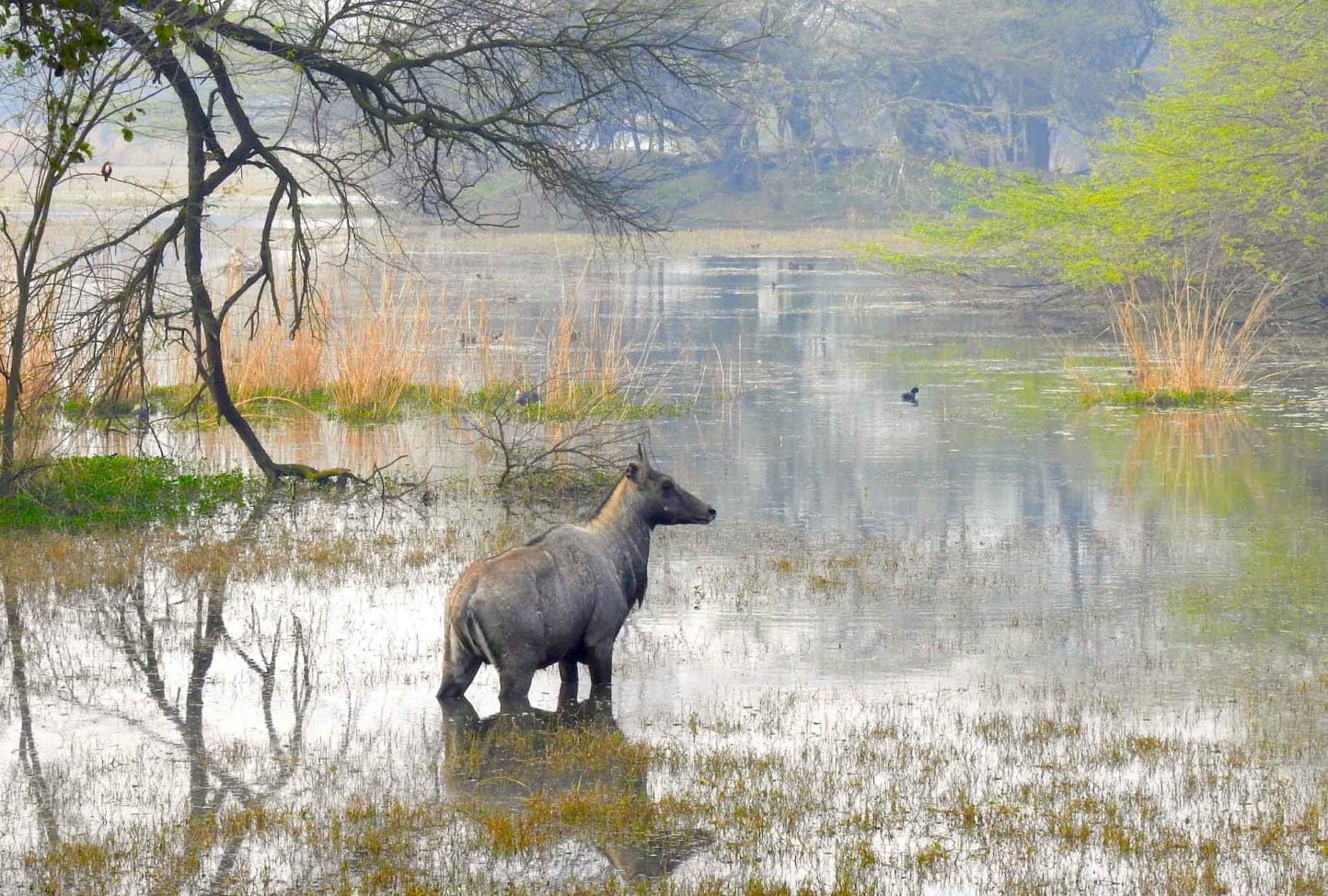 Sultanpur National Park
