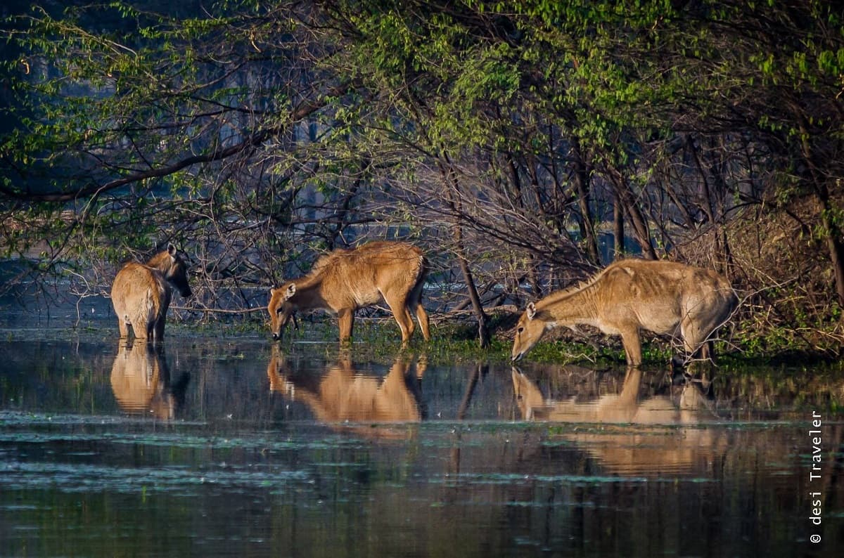 Sultanpur National Park 2