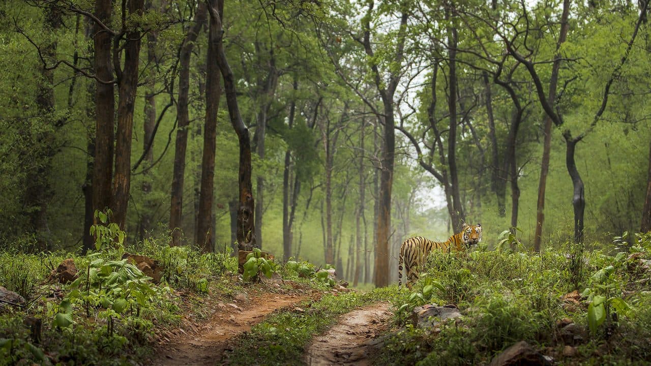Tadoba National Park 2