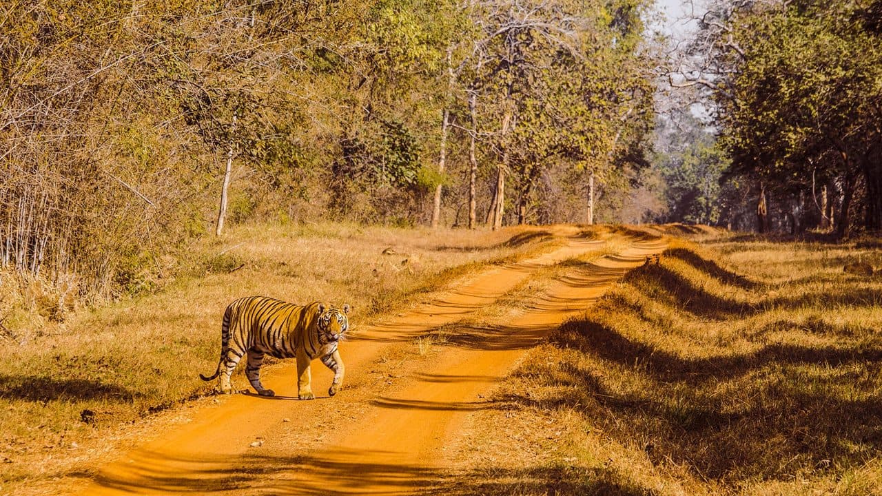 Tadoba National Park 3
