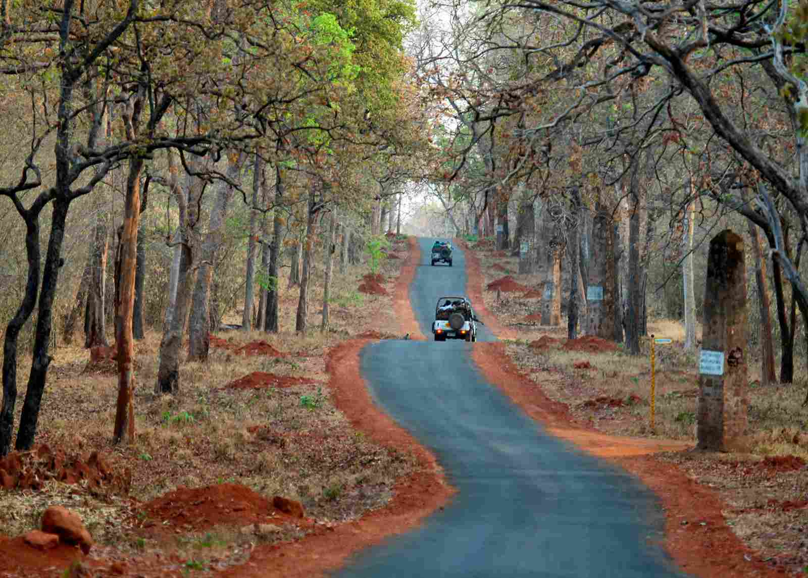Tadoba National Park 4