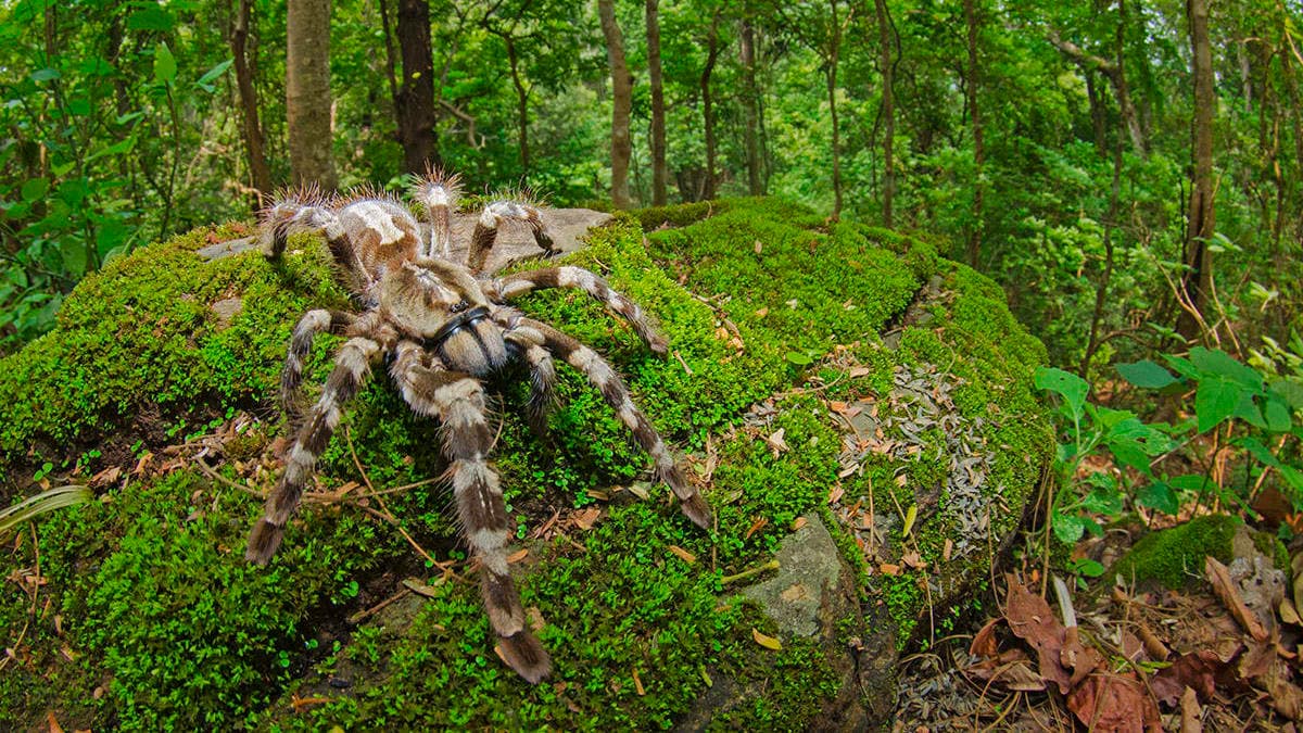 Kanger Valley National Park 5