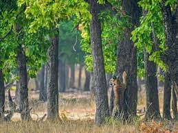 Bandhavgarh National Park 2