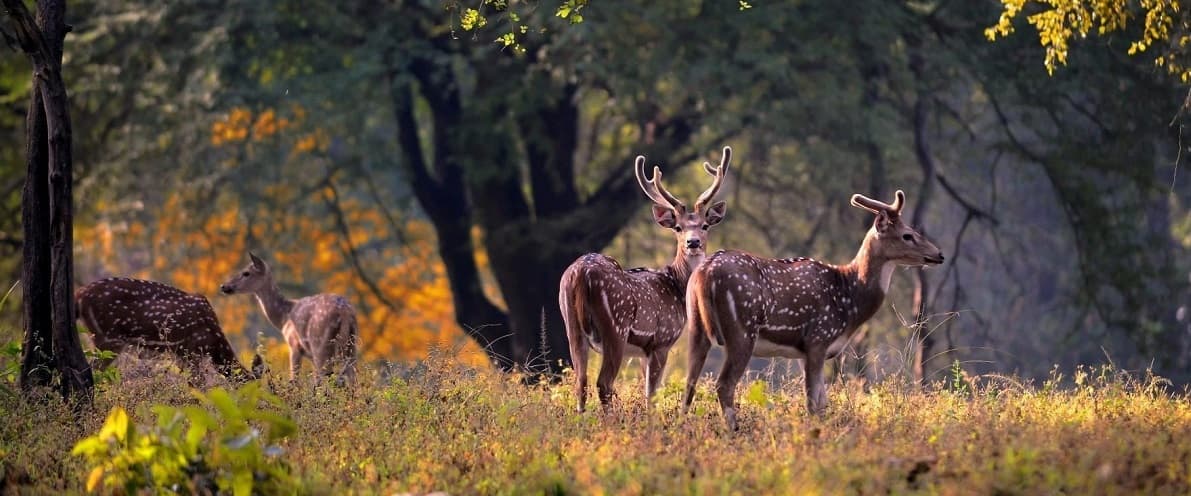 Kanha National Park