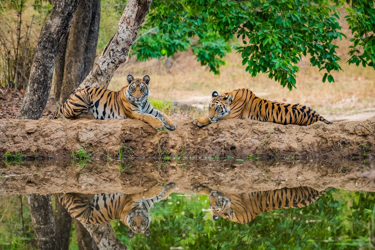 Kanha National Park 2