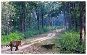 Kanha National Park 4